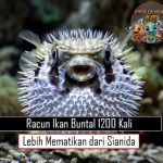 Racun Ikan Buntal 1200 Kali Lebih Mematikan dari Sianida