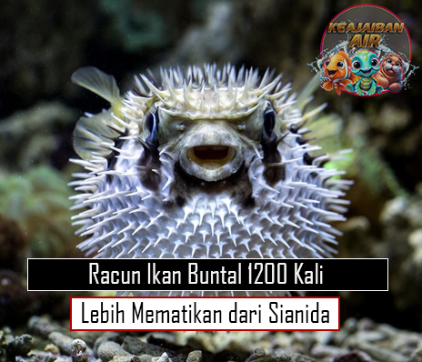 Racun Ikan Buntal 1200 Kali Lebih Mematikan dari Sianida