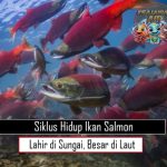 Siklus Hidup Ikan Salmon Lahir di Sungai Besar di Laut