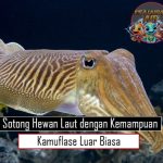 Sotong Hewan Laut dengan Kemampuan Kamuflase Luar Biasa