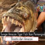 Sungai Amazon Tiger Fish Ikan Pemangsa Eksotis dari Amazon