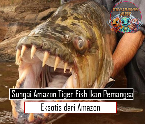 Sungai Amazon Tiger Fish Ikan Pemangsa Eksotis dari Amazon