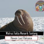 Walrus Fakta Menarik Tentang Hewan Laut Raksasa