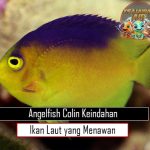 Angelfish Colin Keindahan Ikan Laut yang Menawan