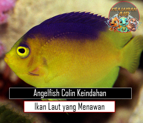 Angelfish Colin Keindahan Ikan Laut yang Menawan