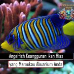 Angelfish Keanggunan Ikan Hias yang Memukau Akuarium Anda