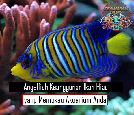 Angelfish Keanggunan Ikan Hias yang Memukau Akuarium Anda