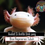 Axolotl: Si Amfibi Unik yang Bisa Regenerasi Tubuh