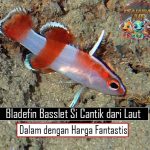 Bladefin Basslet Si Cantik dari Laut Dalam dengan Harga Fantastis