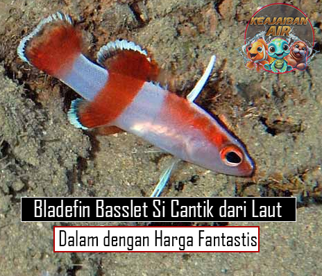 Bladefin Basslet Si Cantik dari Laut Dalam dengan Harga Fantastis