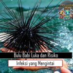 Bulu Babi Luka dan Risiko Infeksi yang Mengintai