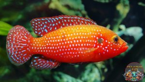 Ciri Khas dan Keindahan Jewel Cichlid