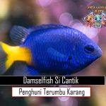 Damselfish Si Cantik Penghuni Terumbu Karang