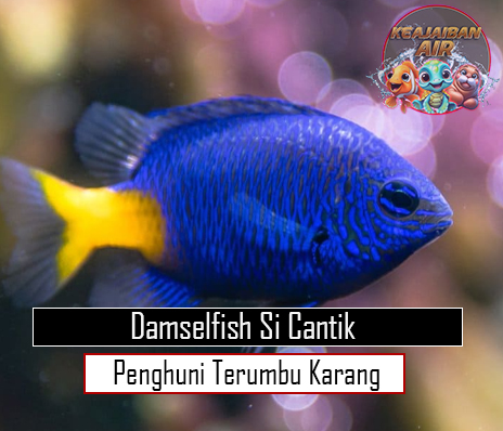 Damselfish Si Cantik Penghuni Terumbu Karang