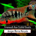 Firemouth Ikan Cichlid Eksotis dengan Warna Menyala