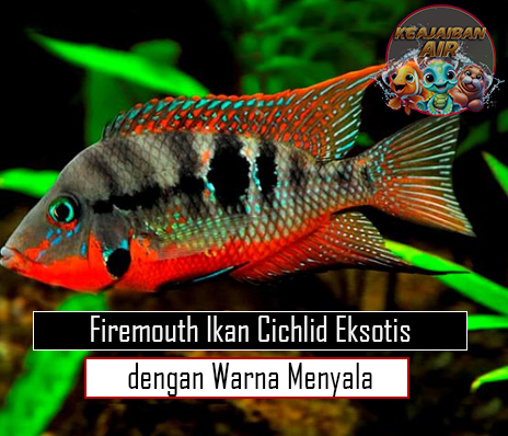 Firemouth Ikan Cichlid Eksotis dengan Warna Menyala