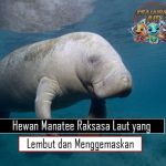 Hewan Manatee Raksasa Laut yang Lembut dan Menggemaskan