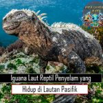 Iguana Laut Reptil Penyelam yang Hidup di Lautan Pasifik