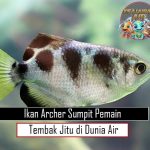 Ikan Archer Sumpit Pemain Tembak Jitu di Dunia Air