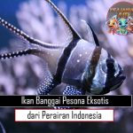 Ikan Banggai Pesona Eksotis dari Perairan Indonesia