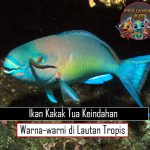 Ikan Kakak Tua Keindahan Warna-warni di Lautan Tropis