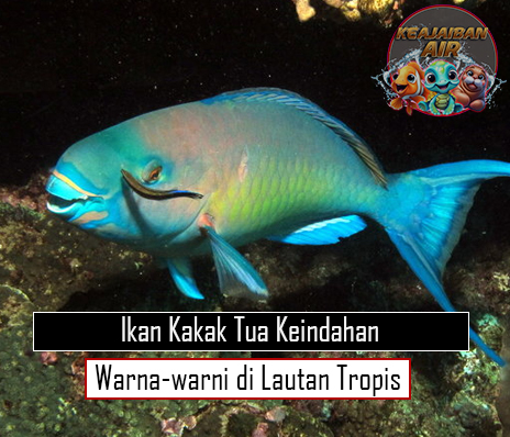 Ikan Kakak Tua Keindahan Warna-warni di Lautan Tropis