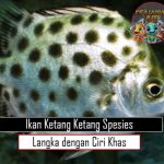 Ikan Ketang Ketang Spesies Langka dengan Ciri Khas