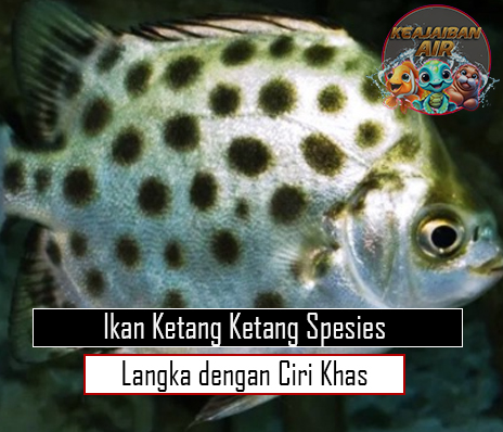 Ikan Ketang Ketang Spesies Langka dengan Ciri Khas