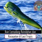 Ikan Lemadang Keindahan dan Kecepatan di Laut Tropis