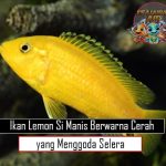 Ikan Lemon Si Manis Berwarna Cerah yang Menggoda Selera