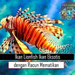 Ikan Lionfish Ikan Eksotis dengan Racun Mematikan