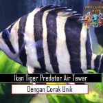 Ikan Tiger Predator Air Tawar dengan Corak Unik