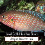 Jewel Cichlid Ikan Hias Eksotis dengan Karakter Unik