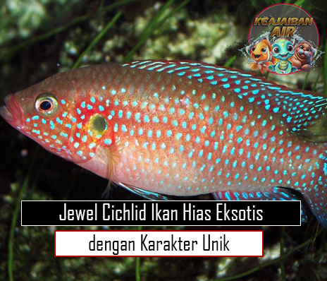 Jewel Cichlid Ikan Hias Eksotis dengan Karakter Unik