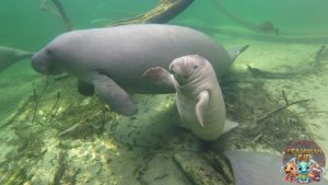 Karakteristik Manatee