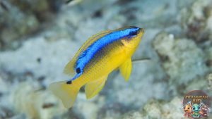 Keindahan Damselfish