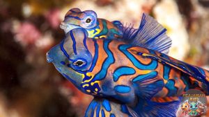 Keindahan dan Karakteristik Mandarin Fish