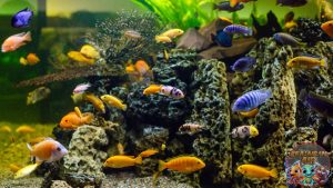 Keunikan Malawi Cichlids