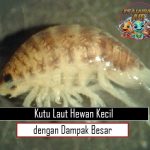 Kutu Laut Hewan Kecil dengan Dampak Besar