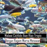 Malawi Cichlids Ikan Hias Tropis dengan Ragam Warna Menawan