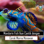 Mandarin Fish Ikan Cantik dengan Corak Warna Menawan