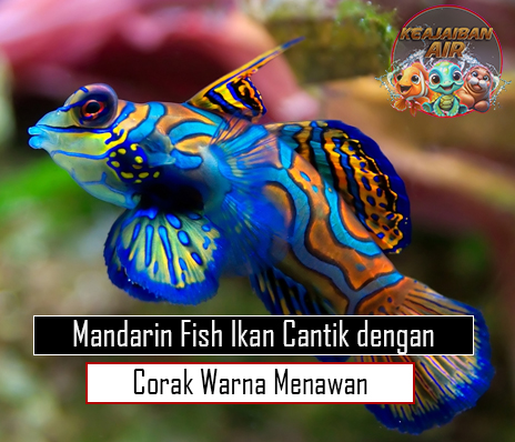 Mandarin Fish Ikan Cantik dengan Corak Warna Menawan