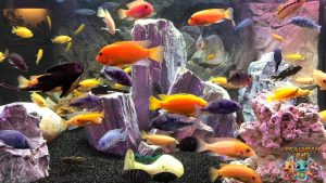 Mengapa Malawi Cichlids Menjadi Pilihan Favorit