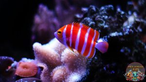 Mengapa Peppermint Angelfish Begitu Populer