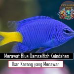 Merawat Blue Damselfish: Keindahan Ikan Karang yang Menawan