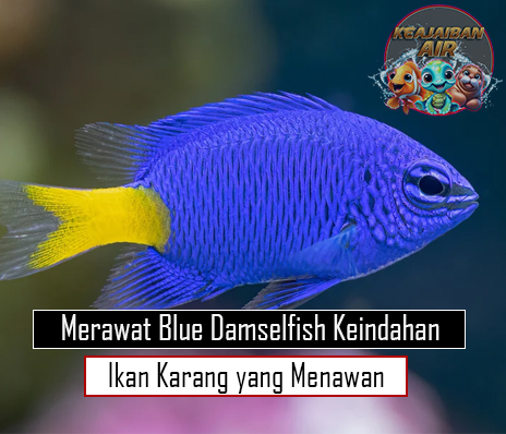 Merawat Blue Damselfish: Keindahan Ikan Karang yang Menawan