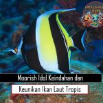 Moorish Idol Keindahan dan Keunikan Ikan Laut Tropis