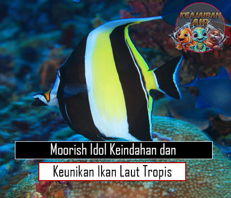 Moorish Idol Keindahan dan Keunikan Ikan Laut Tropis