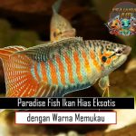 Paradise Fish Ikan Hias Eksotis dengan Warna Memukau