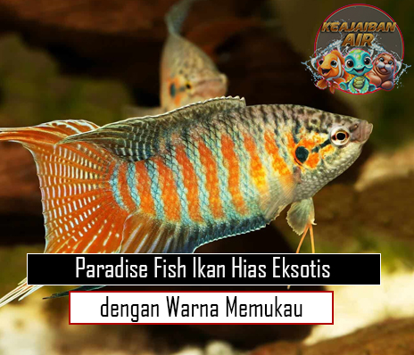 Paradise Fish Ikan Hias Eksotis dengan Warna Memukau